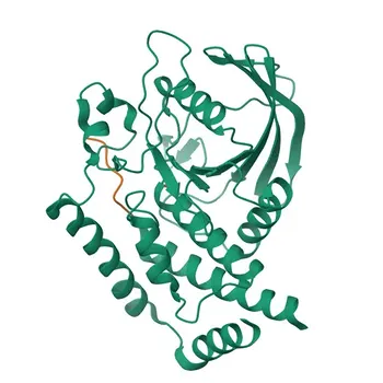 PTPN22 Rabbit pAb per WB, IF/ICC, ELISA - Q9Y2R2
