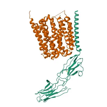 Anti-EMB (Embigin/GP70) Coniglio Anticorpo Policlonale per WB e ELISA - Q6PCB8