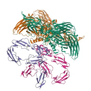 Anticorpo Policlonale Anti-F13A1 per WB, IF-P, ELISA - P00488