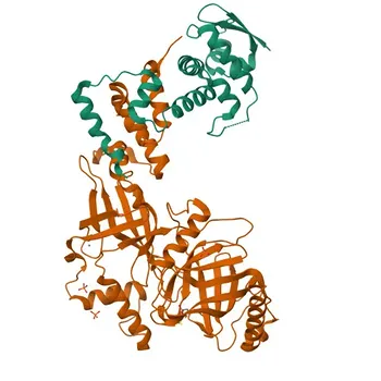 Anticorpo policlonale Anti-FBXO31 per WB - Q5XUX0