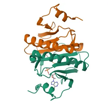 Anticorpo policlonale coniglio Anti-HINT1 per WB, IF/ICC, ELISA - P49773