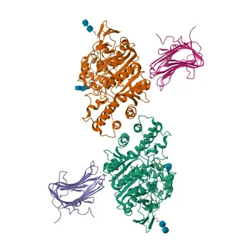 Anticorpo policlonale coniglio anti-NRXN1 per WB, ELISA - P58400 / Q9ULB1
