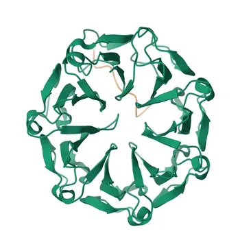 Anti-MYT1 Rabbit Polyclonal Antibody for WB, ELISA - Q01538