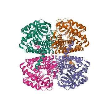 Anticorpo policlonale di coniglio anti-ACAD11 per WB ed ELISA - Q709F0