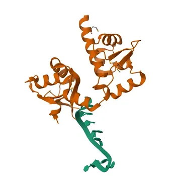 Policlone Anticorpo di coniglio Anti-SSB (pAb) per WB, IHC-P, IF/ICC, IP, ELISA - P05455