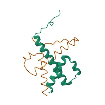 Anti-HES1 Polyclonal Antibody for WB and ELISA - Q14469