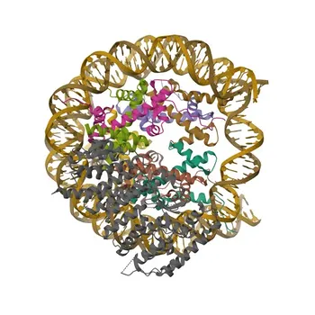 Anticorpo Policlonale Anti-Menin per WB, ELISA - O00255