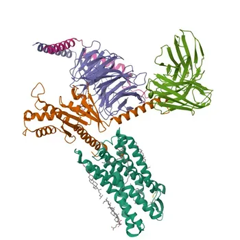Anticorpo policlonale coniglio anti-LTB4R per WB, ELISA - Q15722