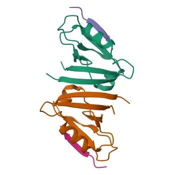 Anticorpo policlonale anti-PPFIA1 per WB, ELISA - Q13136