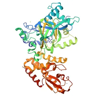 Anticorpo policlonale di coniglio anti-KDM5C per WB e ELISA - P41229