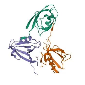 Anticorpo Policlonale Anti-GIPC2 per WB e ELISA - Q8TF65