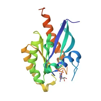 Anticorpo policlonale anti-RAB11B per WB, IF/ICC, ELISA - Q15907