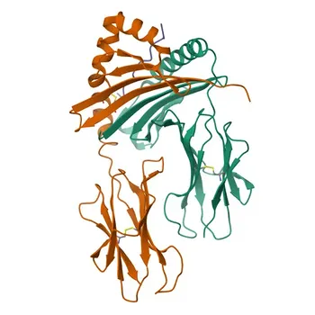 Anticorpo Policlonale Anti-HLA-DRB3 per WB ed ELISA - P79483