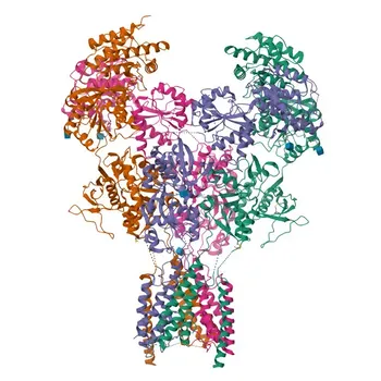 Anticorpo policlonale di coniglio Phospho-GRIN2B-Y1474 per WB, ELISA - Q13224