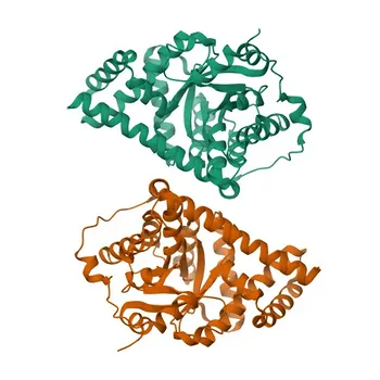 Anti-TALDO1 Polyclonal Antibody for WB, ELISA - P37837