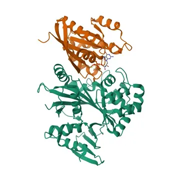 Anticorps polyclonal de lapin anti-RAB1A pour WB, IF/ICC, ELISA - P62820