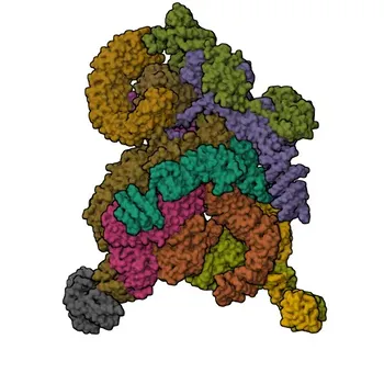 Anticorpo Policlonale Anti-INTS5 di Coniglio per WB, IHC-P, ELISA - Q6P9B9
