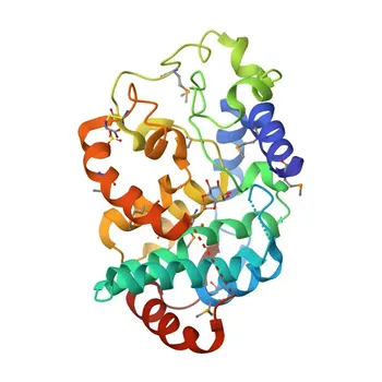 Anti-MIOX Polyclonal Antibody for WB, IF-P, ELISA - Q9UGB7