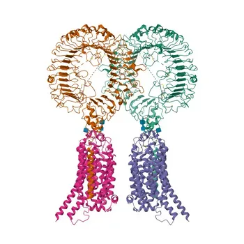 Anti-TLR7 Rabbit Polyclonal Antibody for WB, IF/ICC, IF-P, ELISA - Q9NYK1