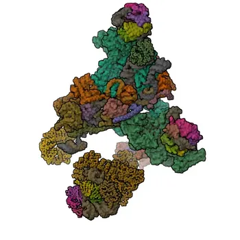 Anti-ZMAT2 Polyclonal Antibody for WB, ELISA - Q96NC0