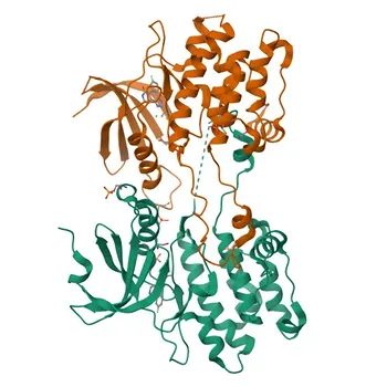 Anticorpo Policlonale di Coniglio Anti-DAPK3 per WB, IHC-P, IF/ICC, ELISA - O43293