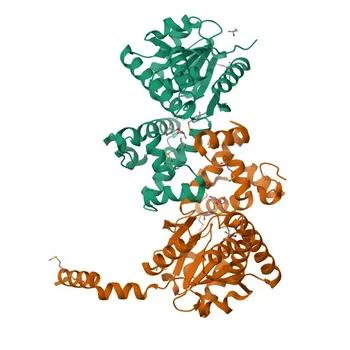 Anticorpo policlonale coniglio anti-HADH per WB, IHC-P, ELISA - Q16836