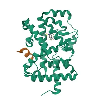 Anticorpo policlonale anti-RORC per WB, ELISA - P51449