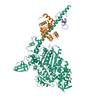 Anti-Calmodulin 1/2/3 Polyclonal Antibody for IHC-P, IF/ICC, ELISA - P0DP23 / P0DP24 / P0DP25