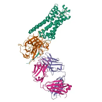 Anticorpo Policlonale di Coniglio Anti-β-arrestina1 per WB, IHC-P, IF/ICC, IP, ELISA - P49407
