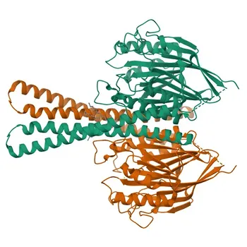 Anticorpo policlonale coniglio Anti-SMPD2 per Western Blot e ELISA - O60906