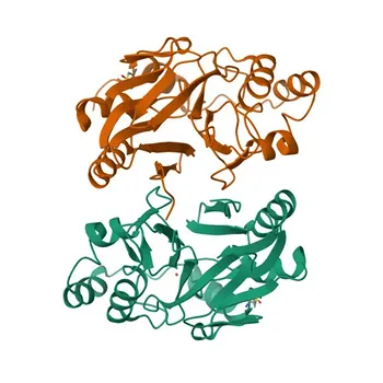 Anti-ETHE1 Polyclonal Antibody for WB, IHC-P, IF/ICC, ELISA - O95571