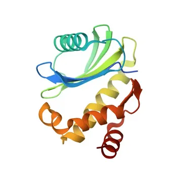 Anticorpo policlonale anti-COPZ1 per WB, IF, ELISA - P61923