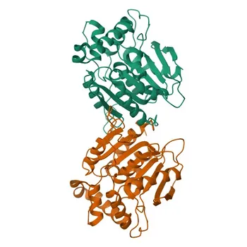 Anticorpo Policlonale di Coniglio Anti-NDRG3 per WB ed ELISA - Q9UGV2