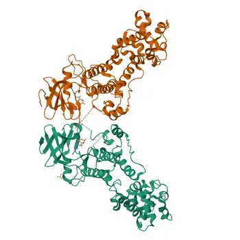 Anticorpo monoclonale di coniglio anti-Fosfo-IRE1-S724 per WB, IHC-P, IF/ICC, ELISA - O75460