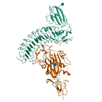 Anti-LRRC4 Polyclonal Antibody for WB, ELISA - Q9HBW1