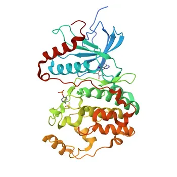 [KD Validated] Anti-ERK1 Polyclonal Antibody for WB, IHC-P, IF/ICC, ELISA - P27361
