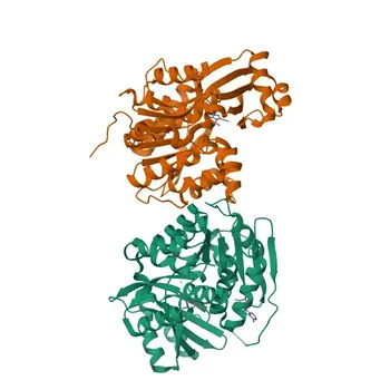 Anticorpo policlonale anti-ADK per WB, IHC-P, IF/ICC, ELISA - P55263