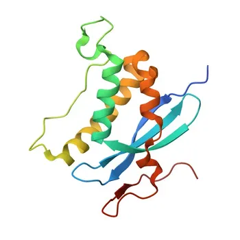 Anti-NOXO1 Polyclonal Antibody for WB, ELISA - Q8NFA2