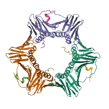 Anticorpo Policlonale Rabbit Anti-KIAA0101 per WB e ELISA - Q15004