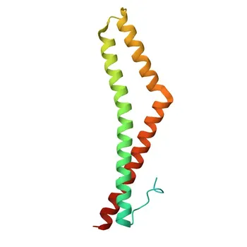 Occludin Rabbit Polyclonal Antibody for WB and ELISA - Q16625