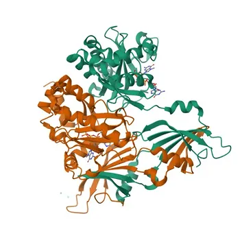 Anticorpo Policlonale Anti-DCPS per WB, ELISA - Q96C86