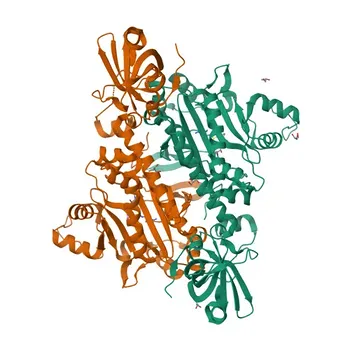Anticorps Polyclonal de Lapin Anti-NARS pour WB, ELISA - O43776