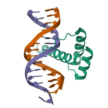 Anticorpo Policlonale Anti-DLX5 per WB, ELISA - P56178