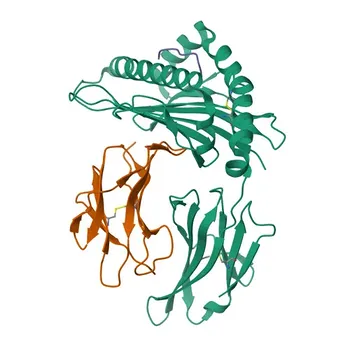 Anticorpo policlonale anti-PLP1 per WB, IF-P, ELISA - P60201