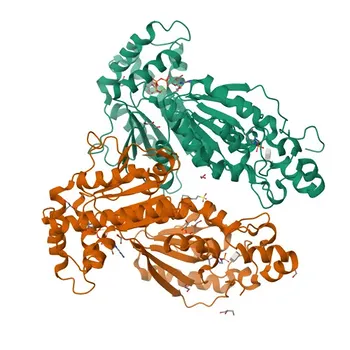 Anticorpo Policlonale di Coniglio Fosfo-PFKFB2-S483 per WB, ELISA - O60825