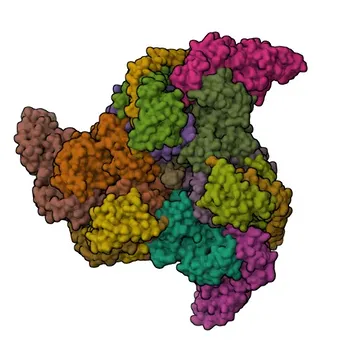 Anti-ATP6V1A Polyclonal Antibody for WB and ELISA - P38606