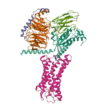 Anti-P2RY2 Polyclonal Antibody for WB, ELISA - P41231