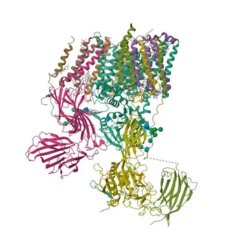 Anticorpo policlonale di coniglio Anti-STT3B per WB, ELISA - Q8TCJ2