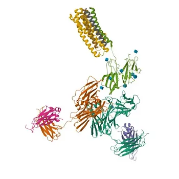 Anticorpo policlonale anti-FCER1G per WB, ELISA - P30273