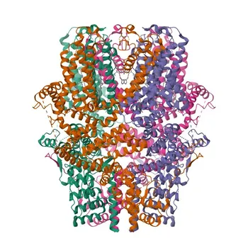 Anticorpo policlonale coniglio anti-TRPC5 per WB, IF/ICC, ELISA - Q9UL62